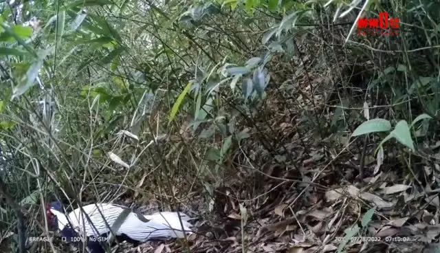 DƬ
